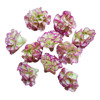 LVEG12 (Set of 10 Vegetables)