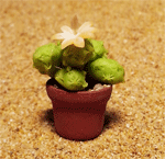 CT1 (mini cactus)