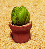 CT2 (mini cactus)
