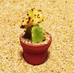 CT21 (mini cactus)
