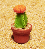 CT22 (mini cactus)