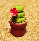 CT23 (mini cactus)