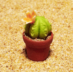 CT24 (mini cactus)