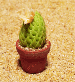 CT25 (mini cactus)