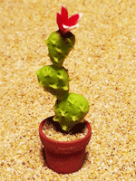 CT26 (mini cactus)