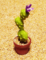 CT27 (mini cactus)