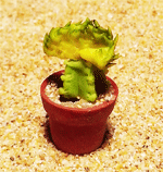 CT28 (mini cactus)