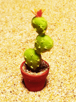 CT29 (mini cactus)