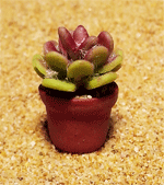 CT4 (mini cactus)