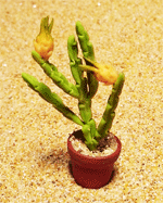 CT30 (mini cactus)