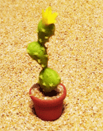 CT31 (mini cactus)