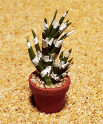 CT32 (mini cactus)