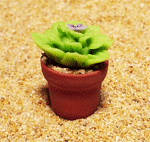 CT7 (mini cactus)